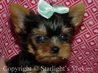 kies for sale, yorky for sale, party yorkies for sale, maltese for sale, tcup yorkies for sale, tiny yorkies for sale, yorkie puppies for sale, yorkie puppy for sale ca, yorkshire terrier for sale canada, maltese for sale tx, baby doll face yorkies, baby doll face maltese, apple head yorkies, apple head yorkies for sale ca, tcup maltese for sale co, dog clothes for sale, dog tutu, dog dresses for sale, fancy dog clothes, fancy dog dress for sale, dog shop, akc maltese for sale, akc maltese tx, yorkshire terrier for sale ,yorkshire terrier puppies for sale canada, baby face yorkie, 