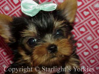 kies for sale, yorky for sale, party yorkies for sale, maltese for sale, tcup yorkies for sale, tiny yorkies for sale, yorkie puppies for sale, yorkie puppy for sale ca, yorkshire terrier for sale canada, maltese for sale tx, baby doll face yorkies, baby doll face maltese, apple head yorkies, apple head yorkies for sale ca, tcup maltese for sale co, dog clothes for sale, dog tutu, dog dresses for sale, fancy dog clothes, fancy dog dress for sale, dog shop, akc maltese for sale, akc maltese tx, yorkshire terrier for sale ,yorkshire terrier puppies for sale canada, baby face yorkie, 