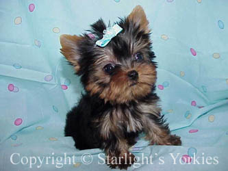 kies for sale, yorky for sale, party yorkies for sale, maltese for sale, tcup yorkies for sale, tiny yorkies for sale, yorkie puppies for sale, yorkie puppy for sale ca, yorkshire terrier for sale canada, maltese for sale tx, baby doll face yorkies, baby doll face maltese, apple head yorkies, apple head yorkies for sale ca, tcup maltese for sale co, dog clothes for sale, dog tutu, dog dresses for sale, fancy dog clothes, fancy dog dress for sale, dog shop, akc maltese for sale, akc maltese tx, yorkshire terrier for sale ,yorkshire terrier puppies for sale canada, baby face yorkie, 