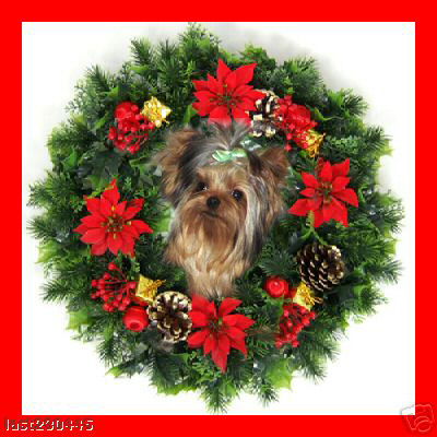 kies for sale, yorky for sale, party yorkies for sale, maltese for sale, tcup yorkies for sale, tiny yorkies for sale, yorkie puppies for sale, yorkie puppy for sale ca, yorkshire terrier for sale canada, maltese for sale tx, baby doll face yorkies, baby doll face maltese, apple head yorkies, apple head yorkies for sale ca, tcup maltese for sale co, dog clothes for sale, dog tutu, dog dresses for sale, fancy dog clothes, fancy dog dress for sale, dog shop, akc maltese for sale, akc maltese tx, yorkshire terrier for sale ,yorkshire terrier puppies for sale canada, baby face yorkie, 