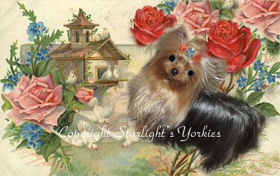 kies for sale, yorky for sale, party yorkies for sale, maltese for sale, tcup yorkies for sale, tiny yorkies for sale, yorkie puppies for sale, yorkie puppy for sale ca, yorkshire terrier for sale canada, maltese for sale tx, baby doll face yorkies, baby doll face maltese, apple head yorkies, apple head yorkies for sale ca, tcup maltese for sale co, dog clothes for sale, dog tutu, dog dresses for sale, fancy dog clothes, fancy dog dress for sale, dog shop, akc maltese for sale, akc maltese tx, yorkshire terrier for sale ,yorkshire terrier puppies for sale canada, baby face yorkie, 