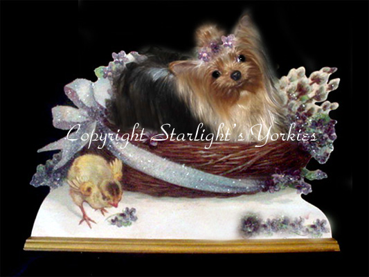 kies for sale, yorky for sale, party yorkies for sale, maltese for sale, tcup yorkies for sale, tiny yorkies for sale, yorkie puppies for sale, yorkie puppy for sale ca, yorkshire terrier for sale canada, maltese for sale tx, baby doll face yorkies, baby doll face maltese, apple head yorkies, apple head yorkies for sale ca, tcup maltese for sale co, dog clothes for sale, dog tutu, dog dresses for sale, fancy dog clothes, fancy dog dress for sale, dog shop, akc maltese for sale, akc maltese tx, yorkshire terrier for sale ,yorkshire terrier puppies for sale canada, baby face yorkie, 