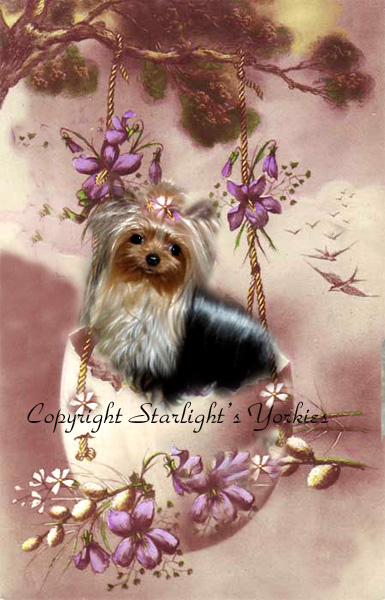 kies for sale, yorky for sale, party yorkies for sale, maltese for sale, tcup yorkies for sale, tiny yorkies for sale, yorkie puppies for sale, yorkie puppy for sale ca, yorkshire terrier for sale canada, maltese for sale tx, baby doll face yorkies, baby doll face maltese, apple head yorkies, apple head yorkies for sale ca, tcup maltese for sale co, dog clothes for sale, dog tutu, dog dresses for sale, fancy dog clothes, fancy dog dress for sale, dog shop, akc maltese for sale, akc maltese tx, yorkshire terrier for sale ,yorkshire terrier puppies for sale canada, baby face yorkie, 
