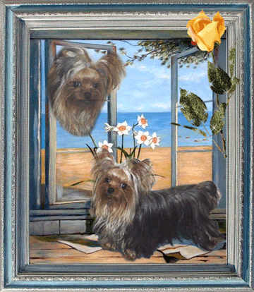 kies for sale, yorky for sale, party yorkies for sale, maltese for sale, tcup yorkies for sale, tiny yorkies for sale, yorkie puppies for sale, yorkie puppy for sale ca, yorkshire terrier for sale canada, maltese for sale tx, baby doll face yorkies, baby doll face maltese, apple head yorkies, apple head yorkies for sale ca, tcup maltese for sale co, dog clothes for sale, dog tutu, dog dresses for sale, fancy dog clothes, fancy dog dress for sale, dog shop, akc maltese for sale, akc maltese tx, yorkshire terrier for sale ,yorkshire terrier puppies for sale canada, baby face yorkie, 