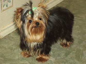 kies for sale, yorky for sale, party yorkies for sale, maltese for sale, tcup yorkies for sale, tiny yorkies for sale, yorkie puppies for sale, yorkie puppy for sale ca, yorkshire terrier for sale canada, maltese for sale tx, baby doll face yorkies, baby doll face maltese, apple head yorkies, apple head yorkies for sale ca, tcup maltese for sale co, dog clothes for sale, dog tutu, dog dresses for sale, fancy dog clothes, fancy dog dress for sale, dog shop, akc maltese for sale, akc maltese tx, yorkshire terrier for sale ,yorkshire terrier puppies for sale canada, baby face yorkie, 